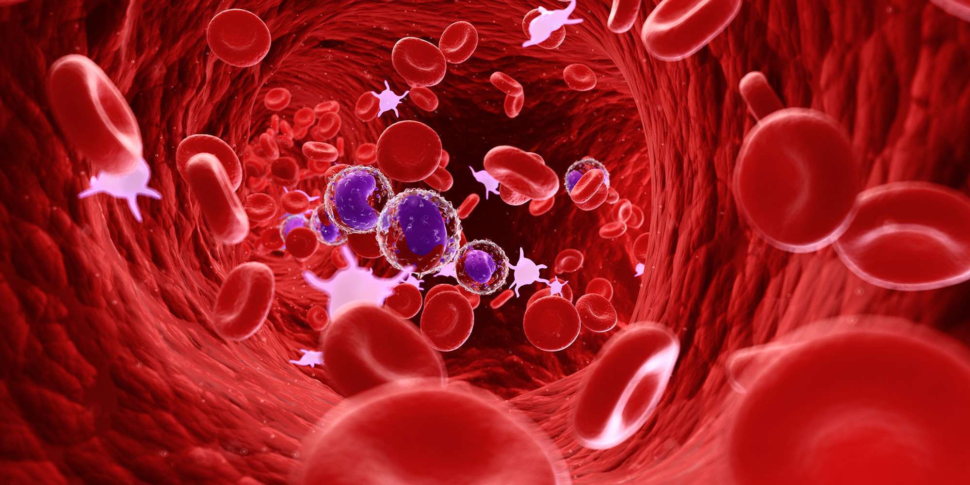 Human blood cells